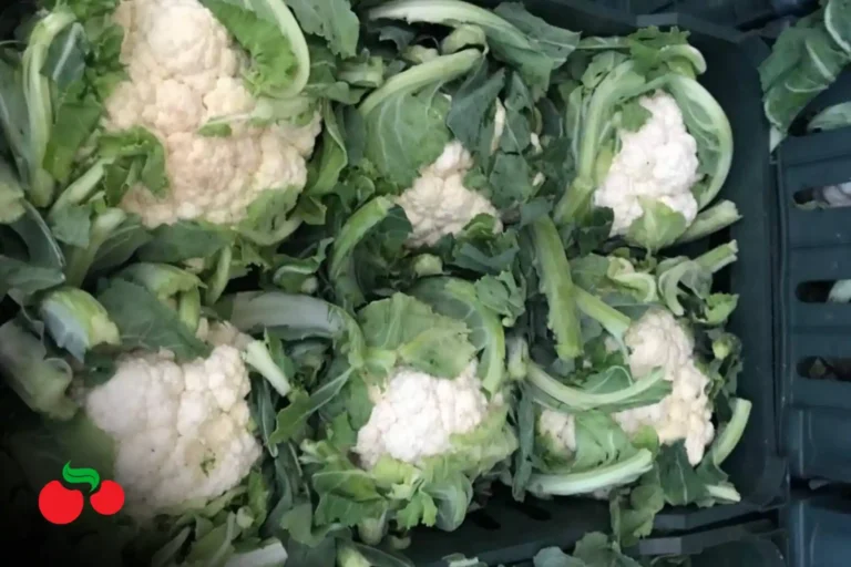 Picsart_26-01-29_16-52-20-710