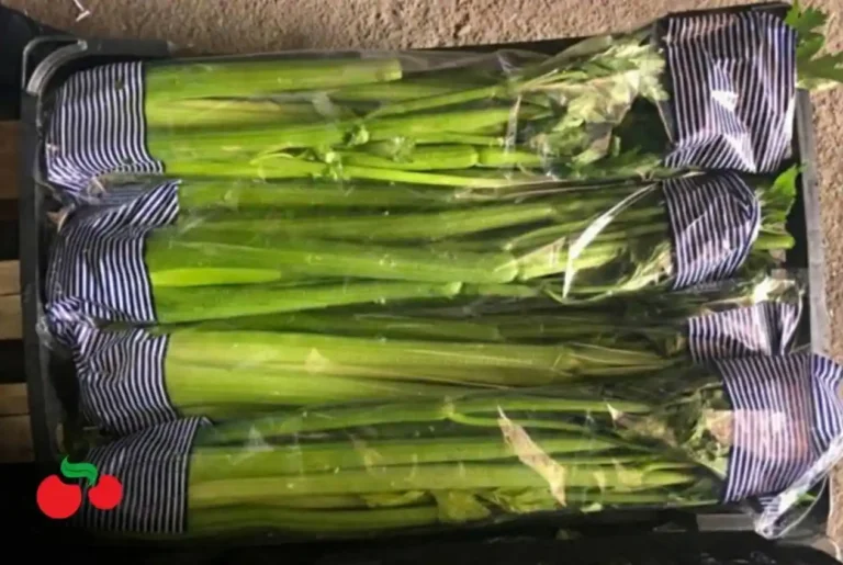 Picsart_26-01-30_12-36-53-409